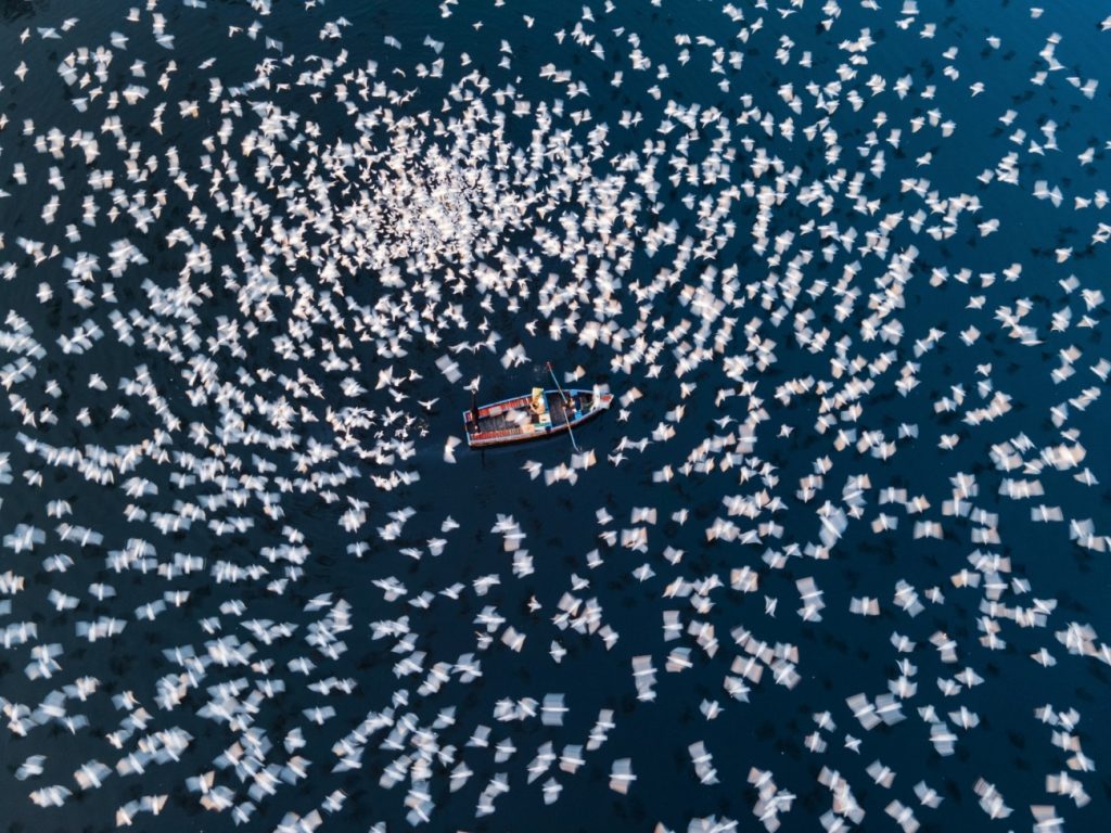 Lo Yamuna Ghat a Delhi ospita migliaia di gabbiani che si accalcano per il cibo.